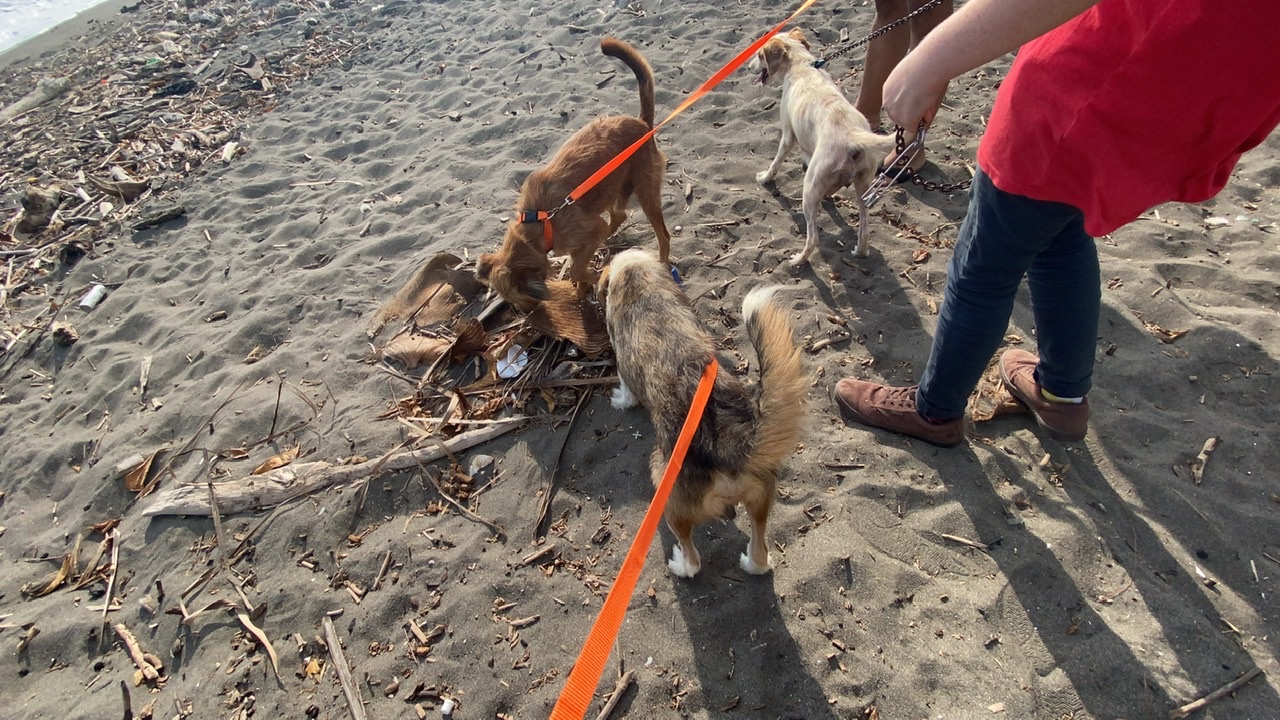 Puntarenas Project Dog Walks
