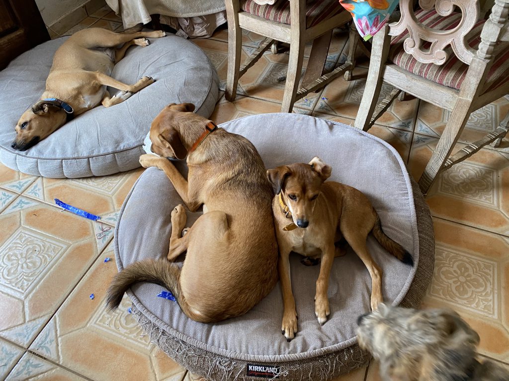 Dogs on Beds