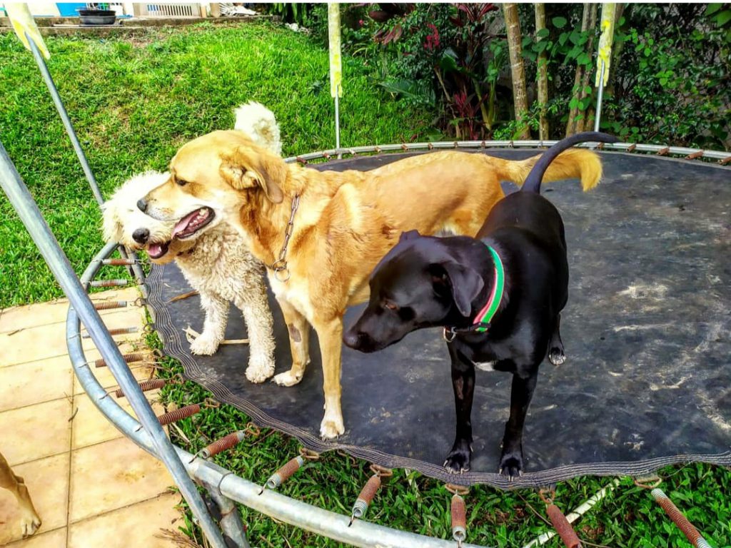 Dogs on Trampoline The Wet Nose Rescue Costa Rica